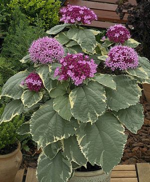 Clerodendron Pink Diamond&nbsp; Glory Flower